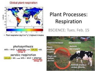 Plant Processes: Respiration  8SCIENCE: Tues. Feb. 15 