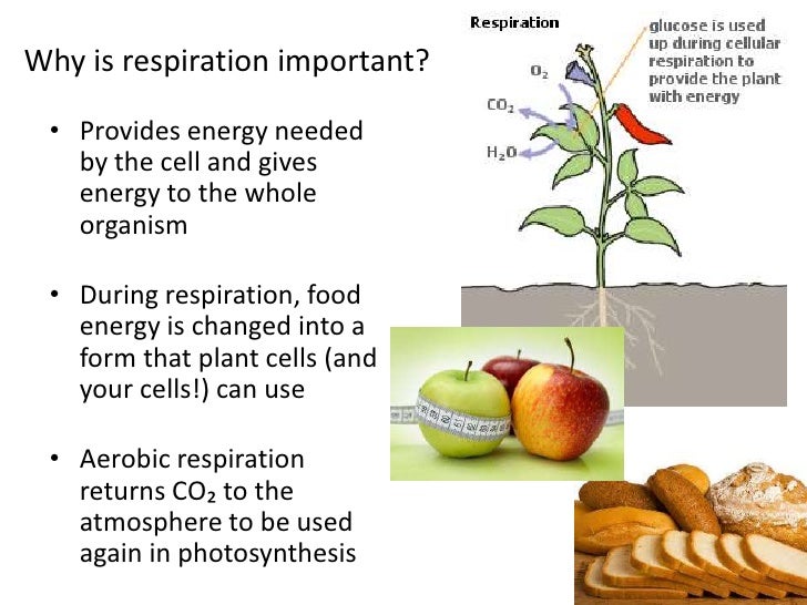Plant processes respiration
