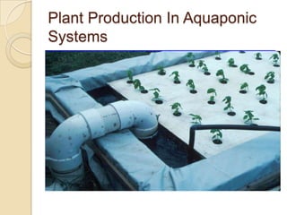 Plant Production In Aquaponic
Systems
 
