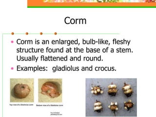 plant_propagation.ppt