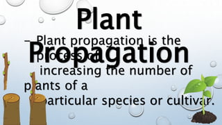 Plant
Propagation
- Plant propagation is the
process of
increasing the number of
plants of a
particular species or cultivar.
 