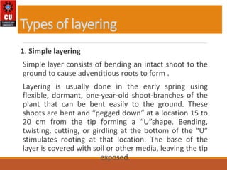 Types Of Layering plant Propagation methods and its role in horticulture | PPTX