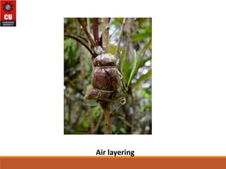 plant Propagation methods and its role in horticulture | PPTX