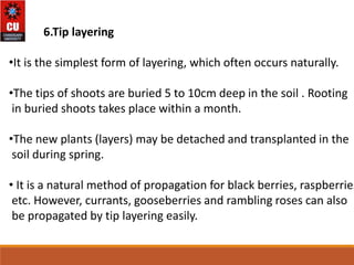 plant Propagation methods and its role in horticulture | PPTX