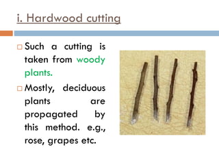i. Hardwood cutting
 Such a cutting is
taken from woody
plants.
 Mostly, deciduous
plants are
propagated by
this method. e.g.,
rose, grapes etc.
 