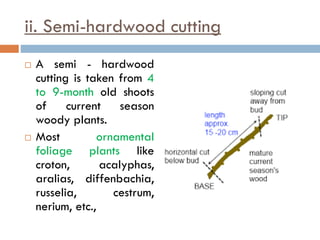 ii. Semi-hardwood cutting
 A semi - hardwood
cutting is taken from 4
to 9-month old shoots
of current season
woody plants.
 Most ornamental
foliage plants like
croton, acalyphas,
aralias, diffenbachia,
russelia, cestrum,
nerium, etc.,
 