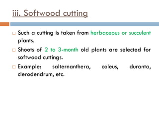 iii. Softwood cutting
 Such a cutting is taken from herbaceous or succulent
plants.
 Shoots of 2 to 3-month old plants are selected for
softwood cuttings.
 Example: salternanthera, coleus, duranta,
clerodendrum, etc.
 