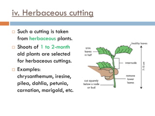 iv. Herbaceous cutting
 Such a cutting is taken
from herbaceous plants.
 Shoots of 1 to 2-month
old plants are selected
for herbaceous cuttings.
 Examples:
chrysanthemum, iresine,
pilea, dahlia, petunia,
carnation, marigold, etc.
 