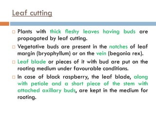 Leaf cutting
 Plants with thick ﬂeshy leaves having buds are
propagated by leaf cutting.
 Vegetative buds are present in the notches of leaf
margin (bryophyllum) or on the vein (begonia rex).
 Leaf blade or pieces of it with bud are put on the
rooting medium under favourable conditions.
 In case of black raspberry, the leaf blade, along
with petiole and a short piece of the stem with
attached axillary buds, are kept in the medium for
rooting.
 