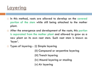 Layering
 In this method, roots are allowed to develop on the covered
portion of the stem while still being attached to the mother
plant.
 After the emergence and development of the roots, this portion
is separated from the mother plant and allowed to grow as a
new plant on its own root stem. Such root stem is known as
‘layer’.
 Types of layering : (i) Simple layering
(ii) Compound or serpentine layering
(iii) Trench layering
(iv) Mound layering or stooling
(v) Air layering
 