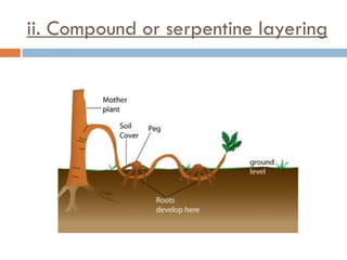 ii. Compound or serpentine layering
 