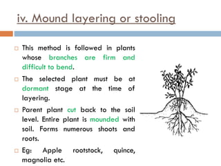 iv. Mound layering or stooling
 This method is followed in plants
whose branches are firm and
difficult to bend.
 The selected plant must be at
dormant stage at the time of
layering.
 Parent plant cut back to the soil
level. Entire plant is mounded with
soil. Forms numerous shoots and
roots.
 Eg: Apple rootstock, quince,
magnolia etc.
 