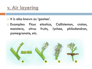 v. Air layering
 It is also known as ‘gootee’.
 Examples: Ficus elastica, Callistemon, croton,
monstera, citrus fruits, lychee, philodendron,
pomegranate, etc.
 