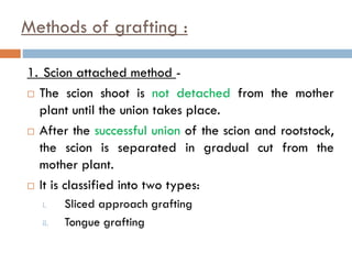 Methods of grafting :
1. Scion attached method -
 The scion shoot is not detached from the mother
plant until the union takes place.
 After the successful union of the scion and rootstock,
the scion is separated in gradual cut from the
mother plant.
 It is classified into two types:
i. Sliced approach grafting
ii. Tongue grafting
 