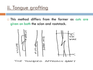 ii. Tongue grafting
 This method differs from the former as cuts are
given on both the scion and rootstock.
 