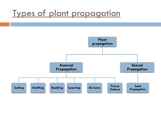 Types of plant propagation
Plant
propagation
Asexual
Propagation
Cutting Grafting Budding Layering Division Tissue
Culture
Sexual
Propagation
Seed
Propagation
 