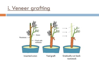 i. Veneer grafting
 