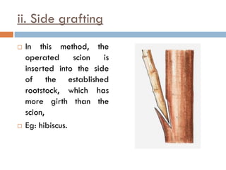 ii. Side grafting
 In this method, the
operated scion is
inserted into the side
of the established
rootstock, which has
more girth than the
scion,
 Eg: hibiscus.
 