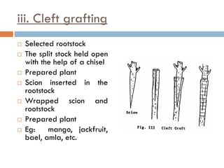 iii. Cleft grafting
 Selected rootstock
 The split stock held open
with the help of a chisel
 Prepared plant
 Scion inserted in the
rootstock
 Wrapped scion and
rootstock
 Prepared plant
 Eg: mango, jackfruit,
bael, amla, etc.
 