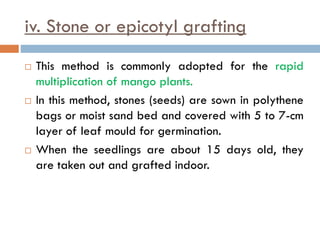 iv. Stone or epicotyl grafting
 This method is commonly adopted for the rapid
multiplication of mango plants.
 In this method, stones (seeds) are sown in polythene
bags or moist sand bed and covered with 5 to 7-cm
layer of leaf mould for germination.
 When the seedlings are about 15 days old, they
are taken out and grafted indoor.
 