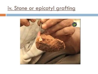 iv. Stone or epicotyl grafting
 