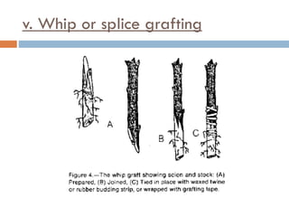 v. Whip or splice grafting
 