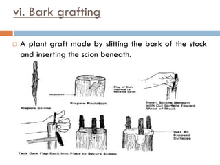 vi. Bark grafting
 A plant graft made by slitting the bark of the stock
and inserting the scion beneath.
 