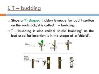 i. T – budding
 Since a ‘T’-shaped incision is made for bud insertion
on the rootstock, it is called T – budding.
 T – budding is also called ‘shield budding’ as the
bud used for insertion is in the shape of a ‘shield’.
 