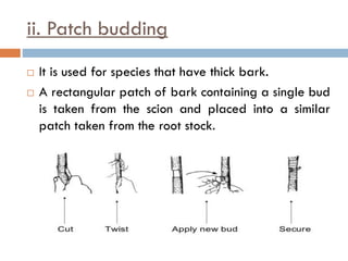 ii. Patch budding
 It is used for species that have thick bark.
 A rectangular patch of bark containing a single bud
is taken from the scion and placed into a similar
patch taken from the root stock.
 