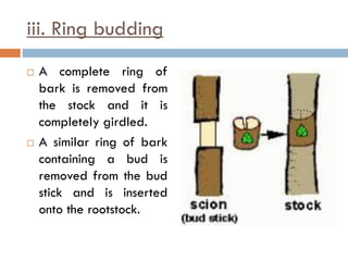 iii. Ring budding
 A complete ring of
bark is removed from
the stock and it is
completely girdled.
 A similar ring of bark
containing a bud is
removed from the bud
stick and is inserted
onto the rootstock.
 