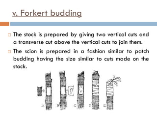 v. Forkert budding
 The stock is prepared by giving two vertical cuts and
a transverse cut above the vertical cuts to join them.
 The scion is prepared in a fashion similar to patch
budding having the size similar to cuts made on the
stock.
 