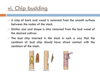 vi. Chip budding
 A chip of bark and wood is removed from the smooth surface
between the nodes of the stock.
 Similar size and shape is also removed from the bud wood of
the desired cultivar.
 The bud chip inserted in the stock in such a way that the
cambium of bud chip should have direct contact with the
cambium of the stock.
 