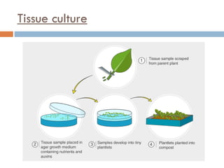 Tissue culture
 