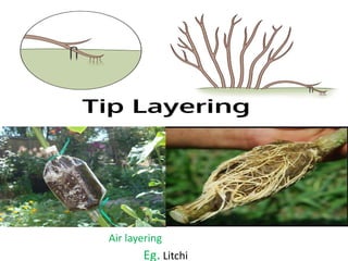 Drop Layering Plant propagation | PDF