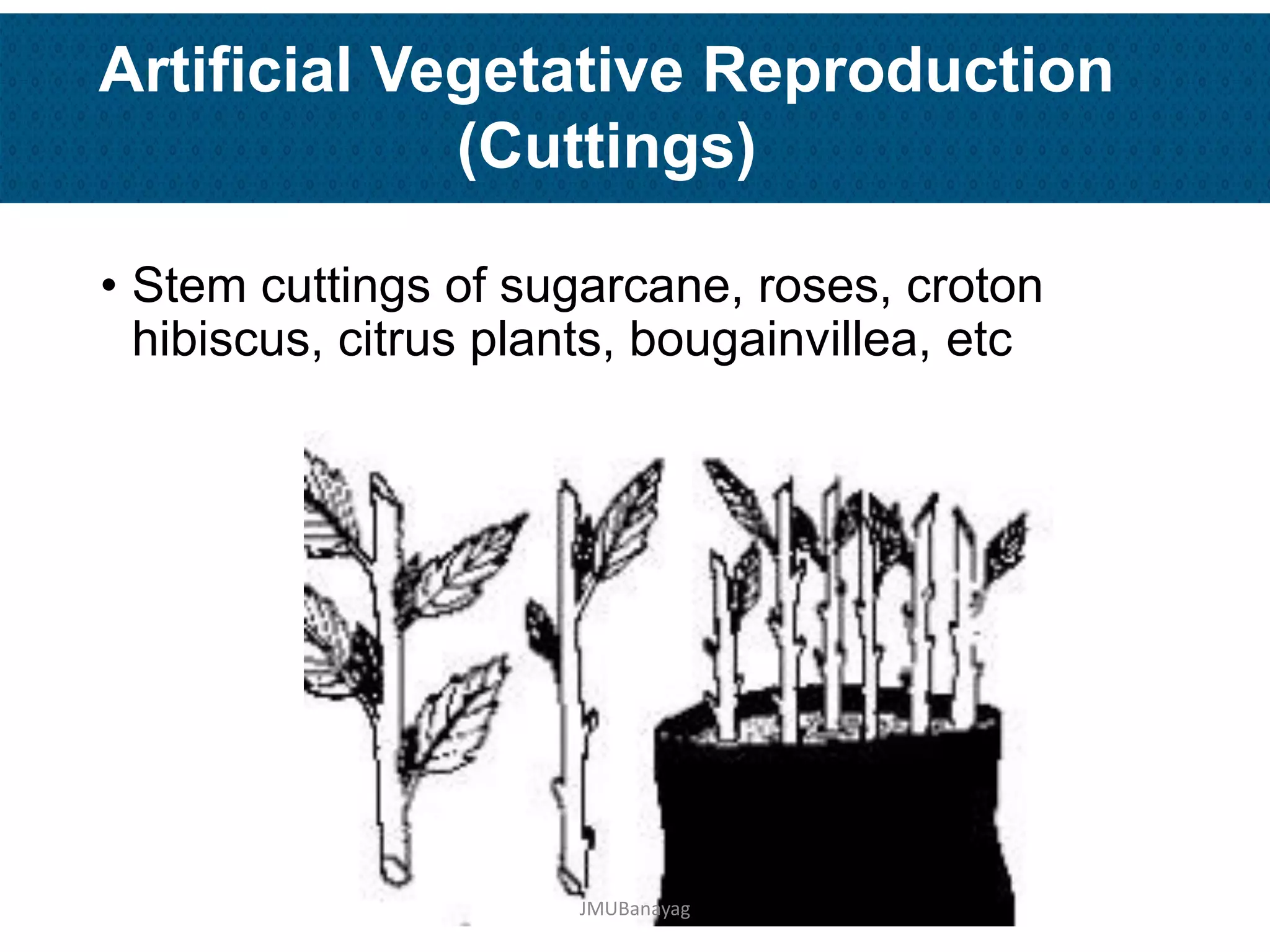 Plant Propagation and Nursery Management | PDF