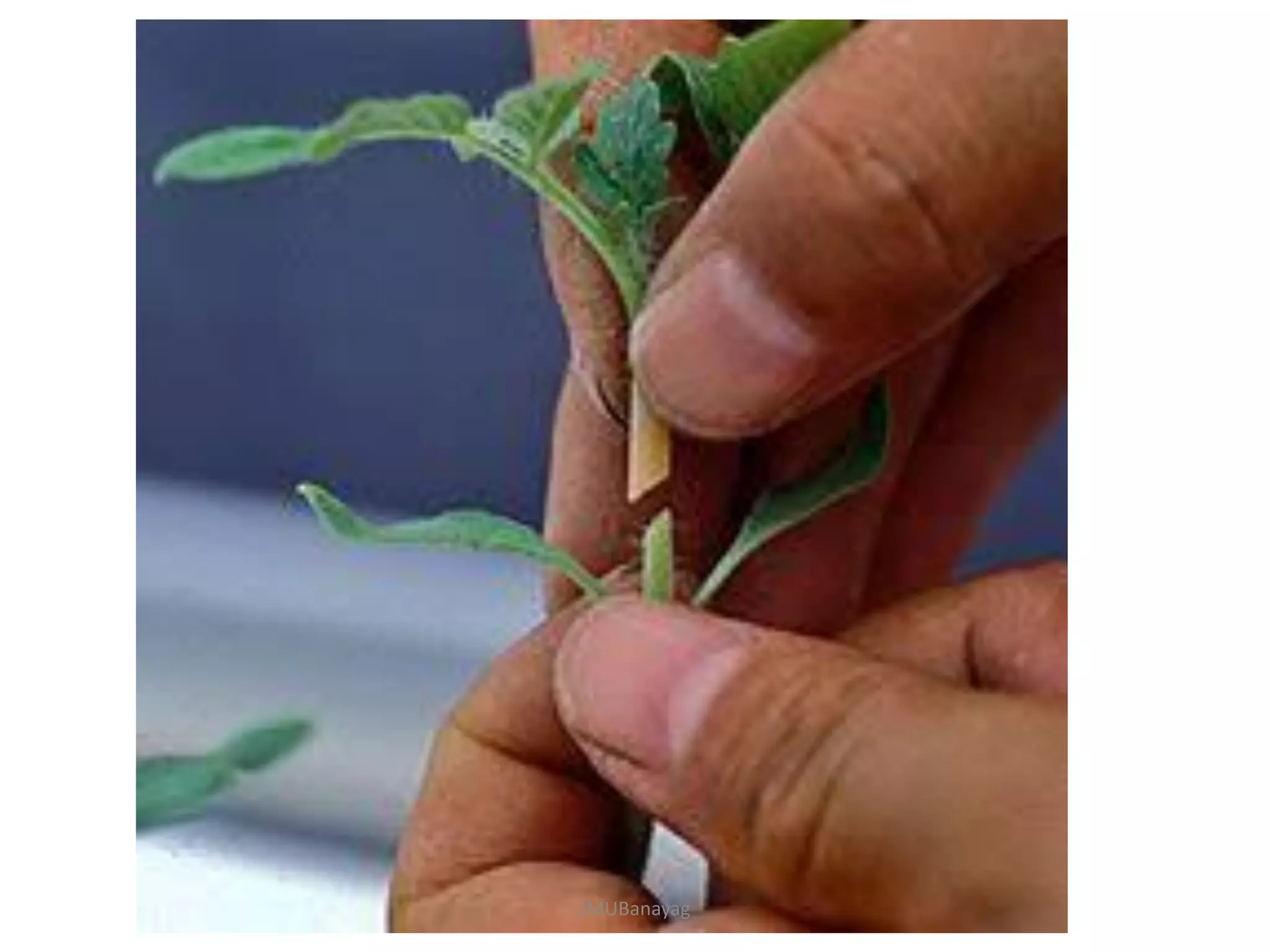 Plant Propagation and Nursery Management | PDF