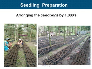 Plant Propagation and Nursery Management | PDF