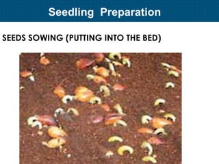Plant Propagation and Nursery Management | PDF