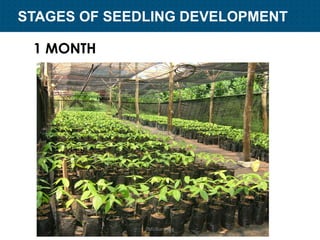 Plant Propagation and Nursery Management | PDF
