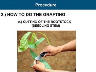 Plant Propagation and Nursery Management | PDF