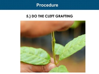 Plant Propagation and Nursery Management | PDF
