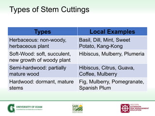 Plant_Propagation_Cuttings.pptx