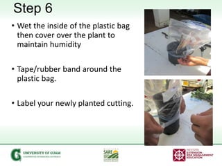 Step 6
• Wet the inside of the plastic bag
then cover over the plant to
maintain humidity
• Tape/rubber band around the
pl...