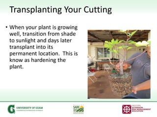 Transplanting Your Cutting
• When your plant is growing
well, transition from shade
to sunlight and days later
transplant ...