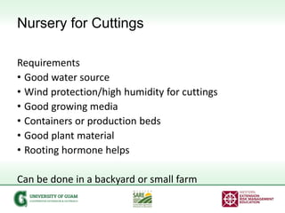Nursery for Cuttings
Requirements
• Good water source
• Wind protection/high humidity for cuttings
• Good growing media
• ...