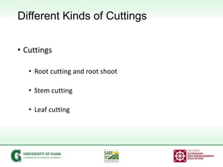 Different Kinds of Cuttings
• Cuttings
• Root cutting and root shoot
• Stem cutting
• Leaf cutting
 