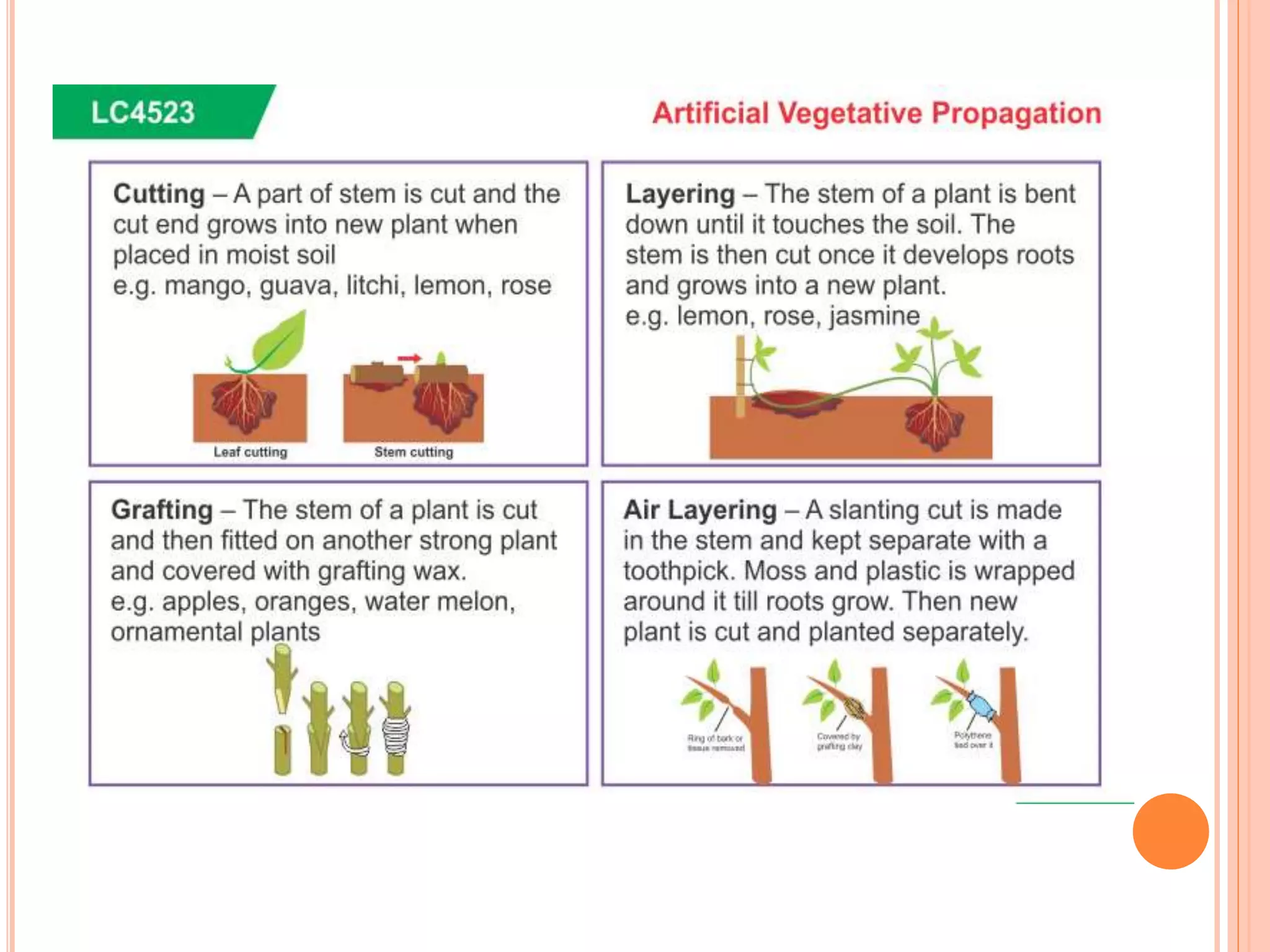 Plant Propagation Methods | PPT
