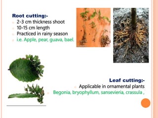 Root cutting:-
o 2-3 cm thickness shoot
o 10-15 cm length
o Practiced in rainy season
o i.e. Apple, pear, guava, bael.
Leaf cutting:-
o Applicable in ornamental plants
o Begonia, bryophyllum, sansevieria, crassula ,
 