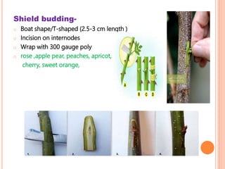 Shield budding-
o Boat shape/T-shaped (2.5-3 cm length )
o Incision on internodes
o Wrap with 300 gauge poly
o rose ,apple pear, peaches, apricot,
cherry, sweet orange,
 