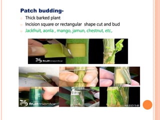 Patch budding-
o Thick barked plant
o Incision square or rectangular shape cut and bud
o Jackfruit, aonla , mango, jamun, chestnut, etc.,
 